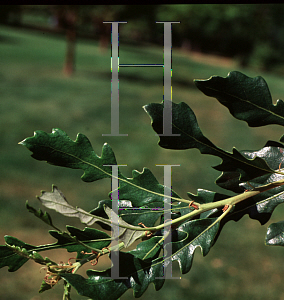 Picture of Quercus x hispanica 