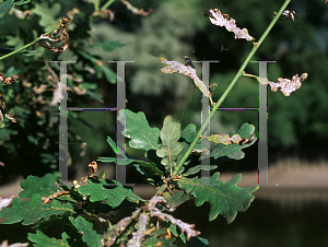 Picture of Quercus robur 