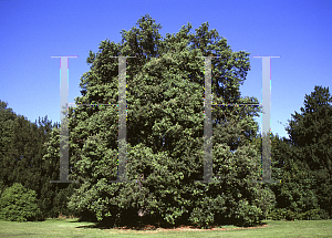 Picture of Quercus ilex 