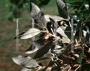 Picture of Quercus ilex 