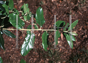 Picture of Quercus ilex 