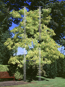 Picture of Robinia pseudoacacia 'Frisia'