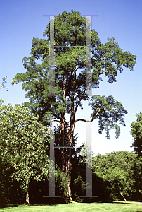 Picture of Robinia pseudoacacia 