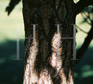 Picture of Quercus variabilis 