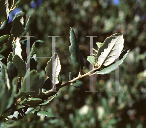 Picture of Quercus suber 