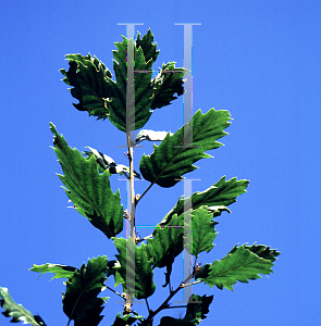 Picture of Quercus ithaburensis ssp. macrolepis 