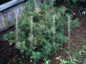 Picture of Ruscus aculeatus 'Lanceolatus'