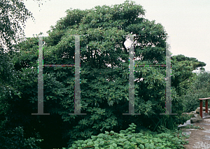 Picture of Rhododendron decorum 