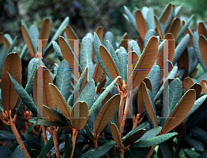 Picture of Rhododendron fulvum 