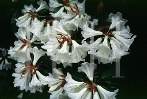 Picture of Rhododendron auriculatum 