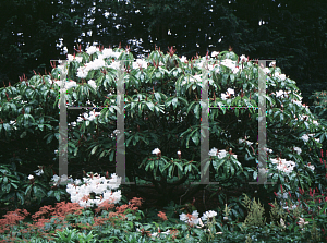 Picture of Rhododendron auriculatum 