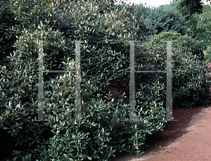 Picture of Rhododendron rubiginosum 