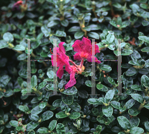 Picture of Rhododendron orthocladum var. orthocladum 