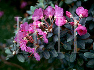 Picture of Rhododendron calostrotum ssp. riparium 