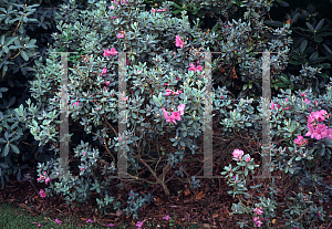 Picture of Rhododendron calostrotum ssp. riparium 