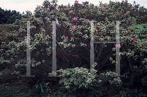 Picture of Rhododendron calostrotum ssp. riparium 