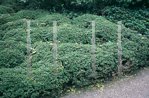 Picture of Rhododendron impeditum 
