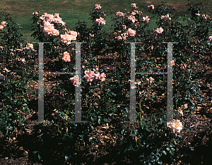 Picture of Rosa  'Sally's Rose'