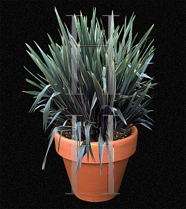 Picture of Phormium tenax 'Variegatum'