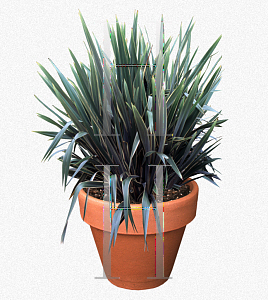 Picture of Phormium tenax 'Variegatum'