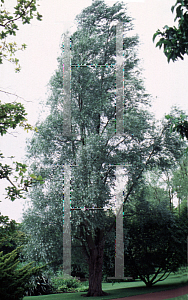 Picture of Salix alba 'Rockanje'