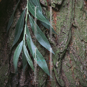 Picture of Salix alba 'Rockanje'