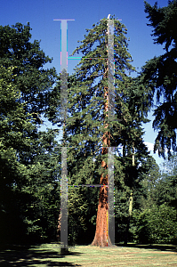 Picture of Sequoiadendron giganteum 