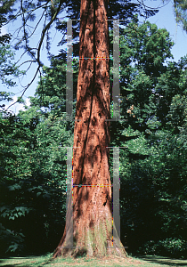 Picture of Sequoiadendron giganteum 