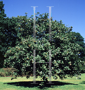 Picture of Sorbus mougeotii 