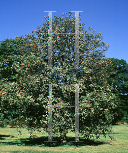 Picture of Sorbus lancifolia 