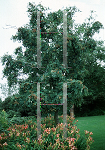 Picture of Sorbus hupehensis 