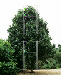 Picture of Sorbus aria 'Majestica'