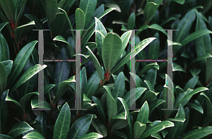 Picture of Skimmia japonica 'Rubella'