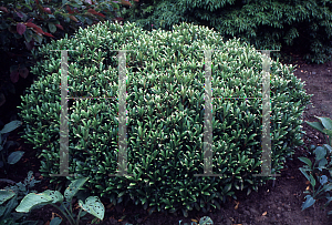 Picture of Skimmia japonica 'Rubella'
