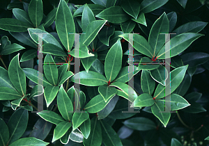 Picture of Skimmia japonica 'Cecelia Brown'