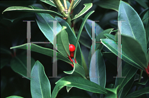 Picture of Skimmia japonica 'Cecelia Brown'