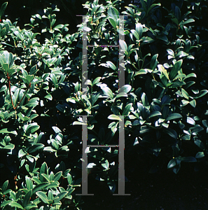 Picture of Skimmia japonica 'Snow Dwarf'