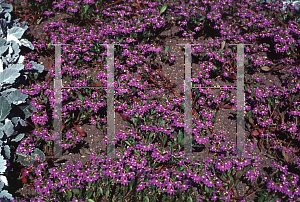 Picture of Scaevola x 'Blue Shamrock'