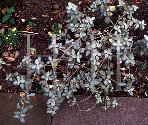 Picture of Shepherdia rotundifolia 