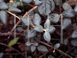 Picture of Shepherdia rotundifolia 