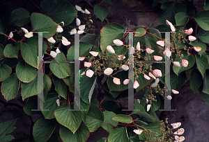 Picture of Schizophragma hydrangeoides 'Roseum'