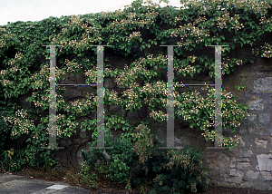 Picture of Schizophragma hydrangeoides 'Roseum'