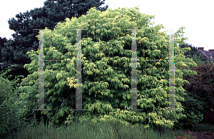 Picture of Sambucus racemosa 'Plumosa Aurea'