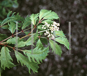 Picture of Sambucus racemosa 'Plumosa Aurea'