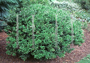 Picture of Sarcococca confusa 