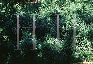 Picture of Sarcococca saligna 