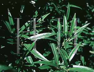 Picture of Sarcococca saligna 