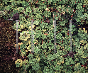 Picture of Saxifraga davurica 