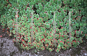 Picture of Sedum stoloniferum 