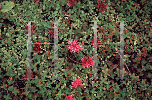 Picture of Sedum spurium 'Splendens'